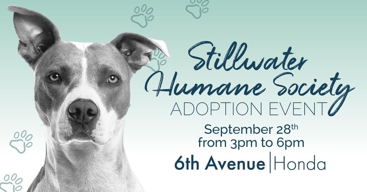 grey and white doge with blue background and announcement of event